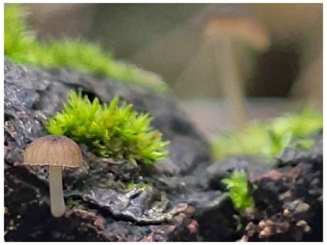 Mycena speirea