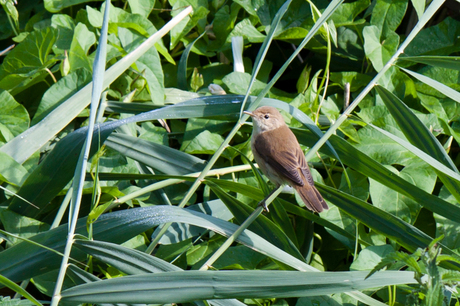 Kleine karekiet in het riet