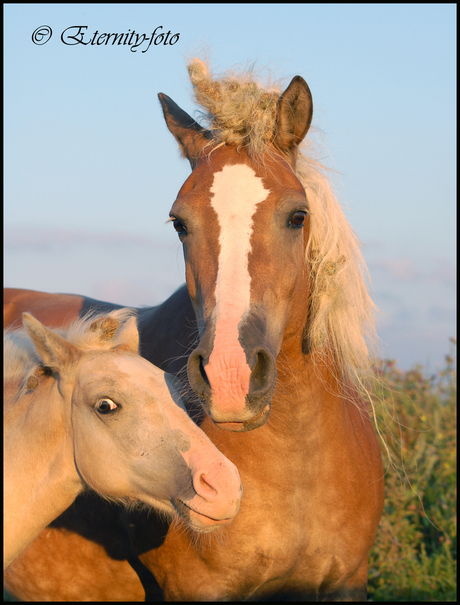 Natuurlijke begrazers