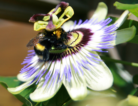 hommel op passiebloem