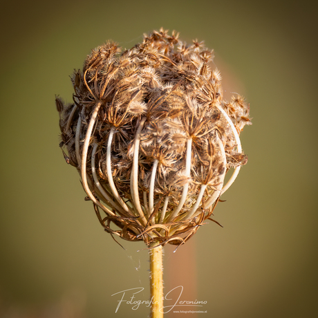 Knop van de wilde peen in de herfst