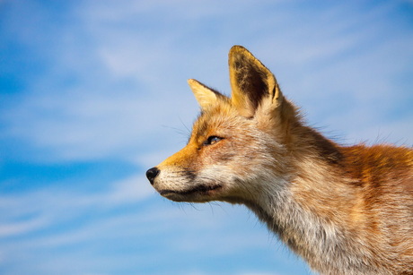 Portret van een vos