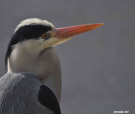 portret Blauwe Reiger