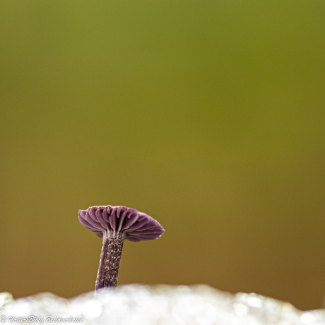 Zoom Dorstpaddestoelendag met MacroDaan en Dennis