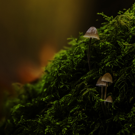 Mycena's  