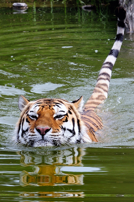 tijger te water
