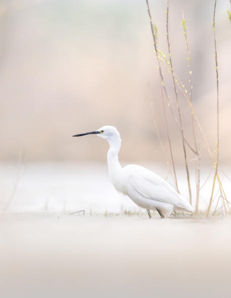 Kleine Zilverreiger 