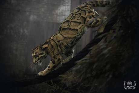 nevelpanter