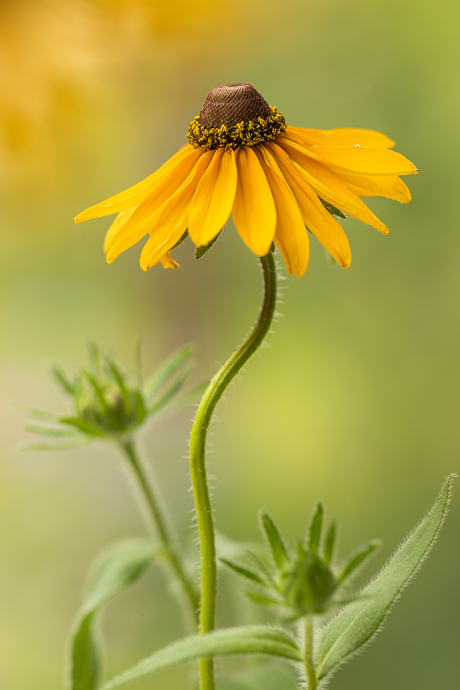 Zomerbloemen.