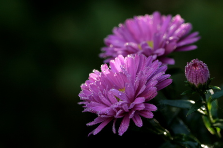 Herfst aster