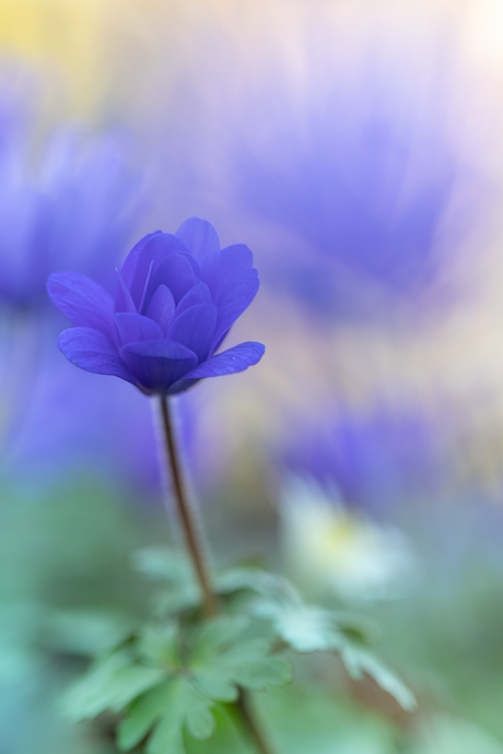 Anemoontjes in de tuin.