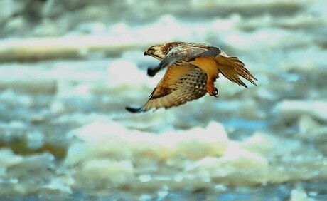 Buizerd