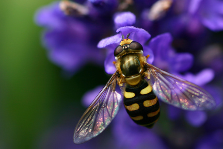 Zweefvlieg op lavendel