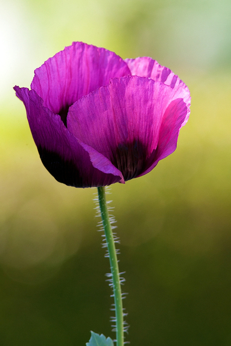 Papaver