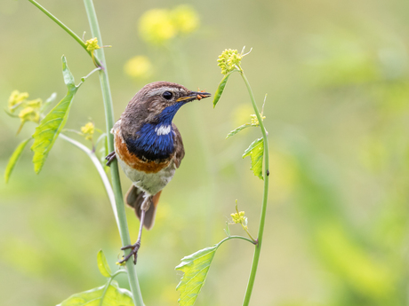 Blauwborst(man) 1