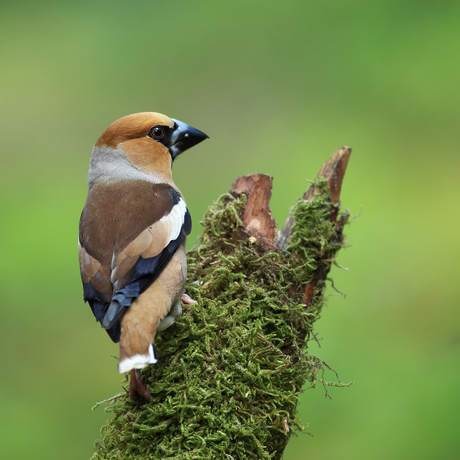 Appelvink