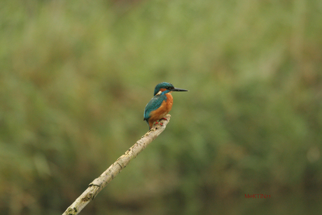 IJsvogel