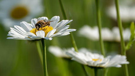 Honingbij op Margriet