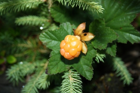 kruip braam,(Rubus chamaemorus)