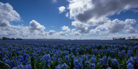 Hollandse lucht en bloem
