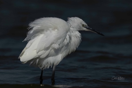 Zilver reiger 