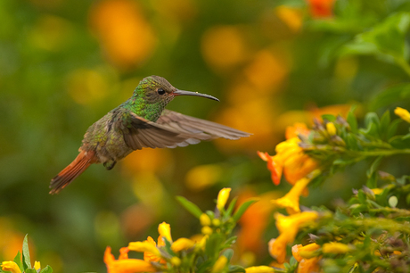 hummingbird hunting 2