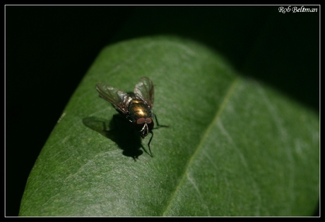 Mijn tweede macro - golden fly