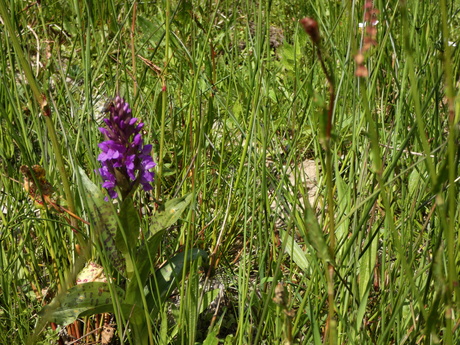 Brede Orchis