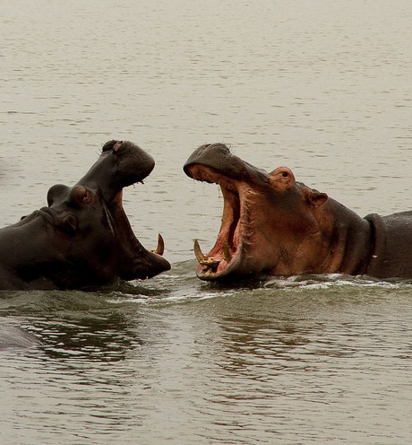 Vechtende nijlpaarden