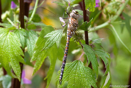 Paardenbijter (Aeshna mixta)