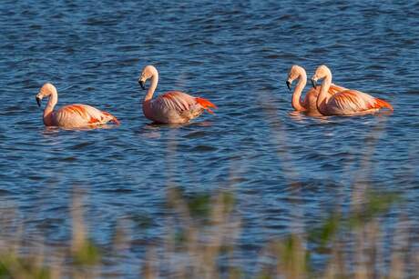 Flamingo's in Zwolle