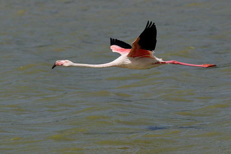 Flamingo in vlucht...