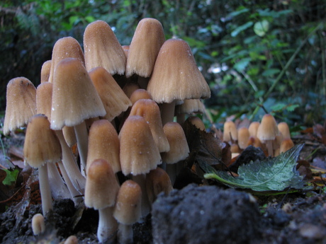 Trosje paddenstoelen