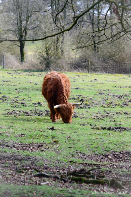 Schotse Hooglander