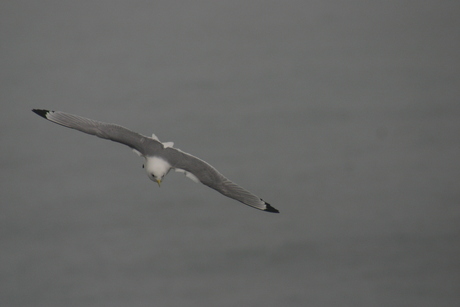 In vogelvlucht