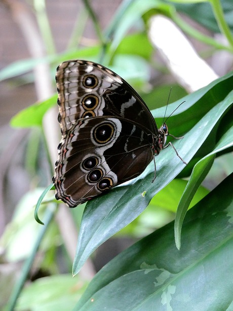 Morpho peleides