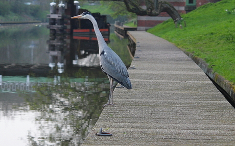 Reiger op de steiger