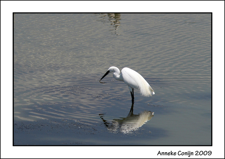 witte reiger 1