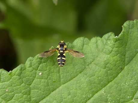 Gewone citroenzweefvlieg.