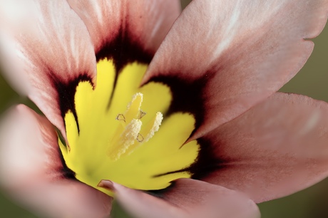 Tuinviooltje 