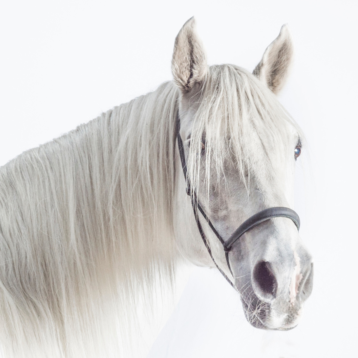 licht voorstel Glad wit paard - foto van Pauwfoto - Dieren - Zoom.nl
