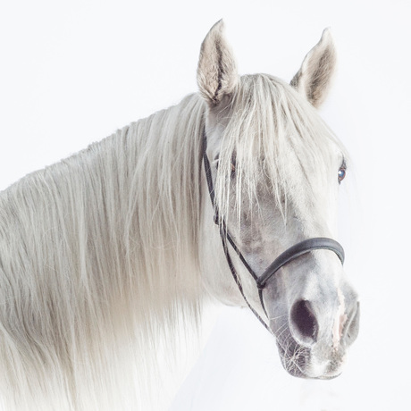 wit paard