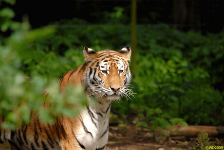 Nieuwsgierige tijger