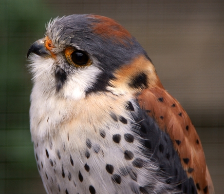 kleine roofvogel