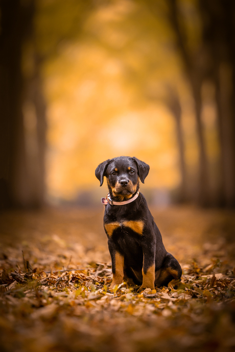 Herfst kleuren en puppy ogen wat een combinatie