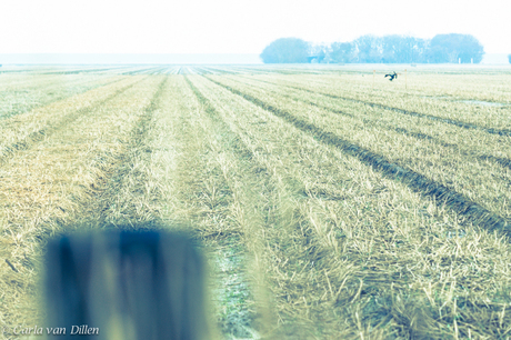 Landschap op Texel