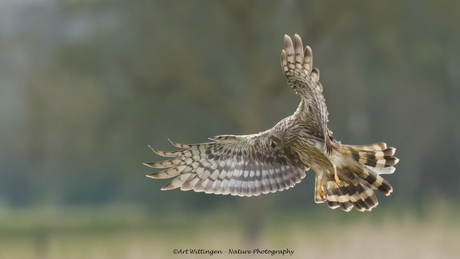Jagende Blauwe Kiekendief