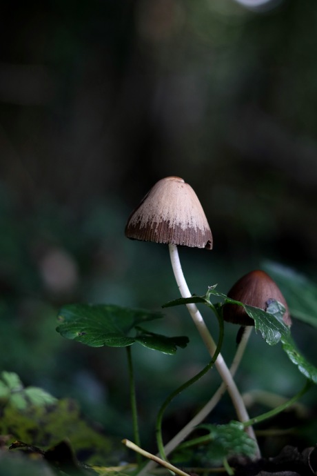 2 paddenstoelen in het bos