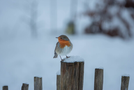 Roodborst in de sneeuw