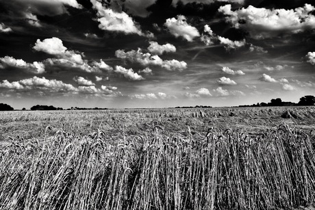 Groninger polder